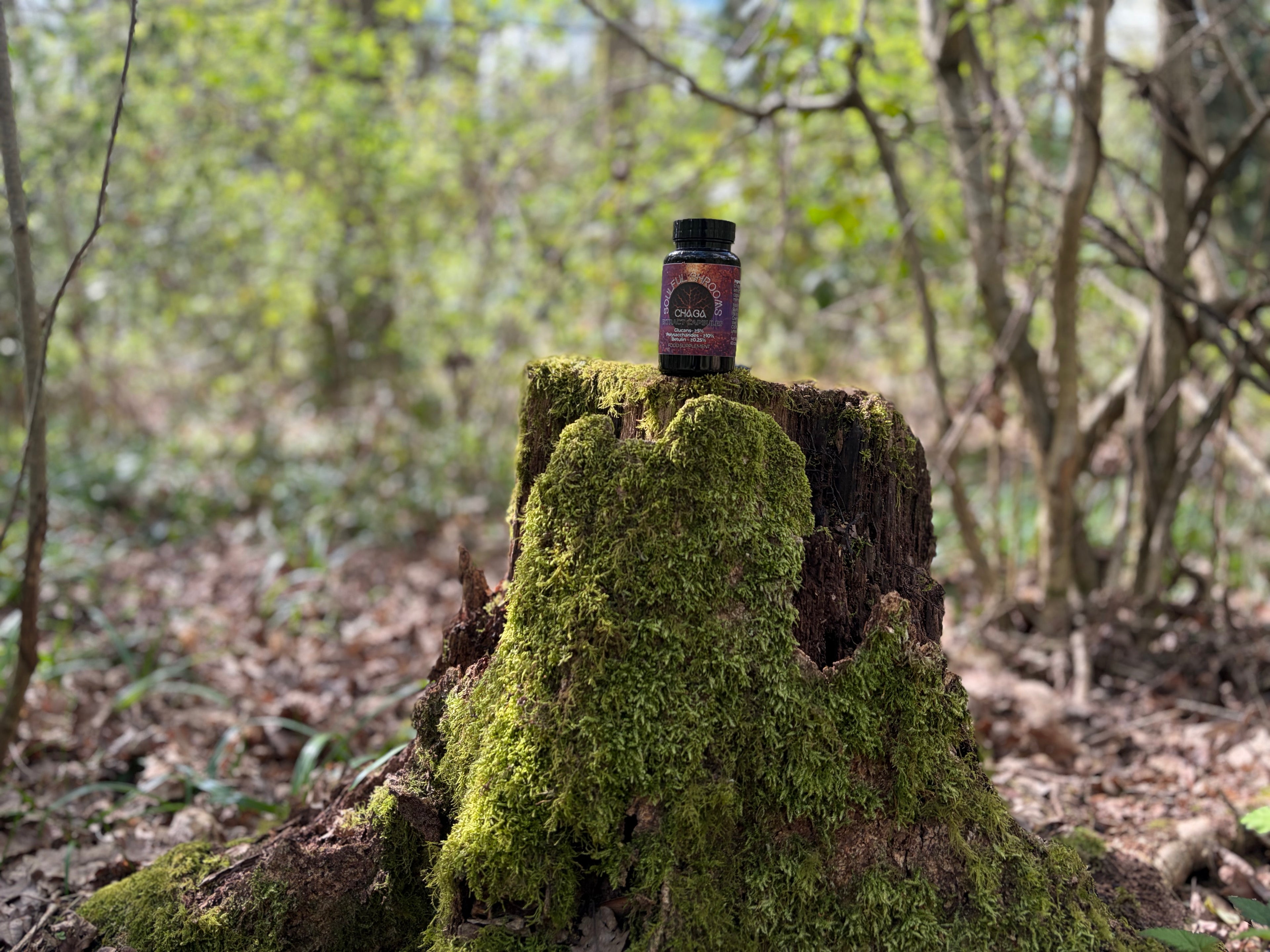 Chaga Extract Capsules (60)